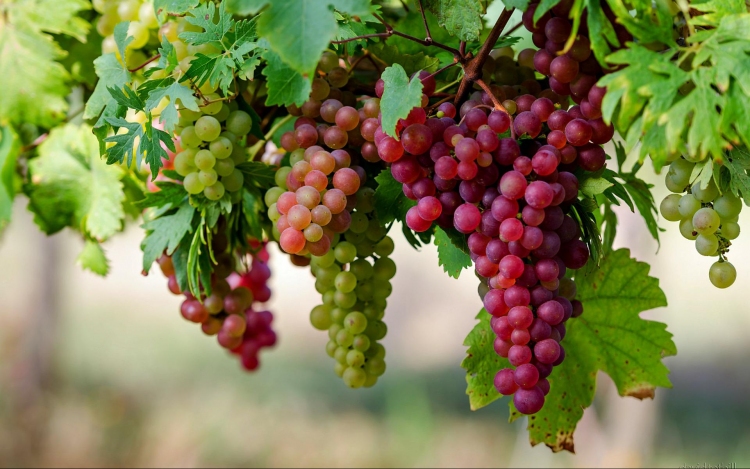 Jó minőségű szőlőre számítanak a szekszárdi borvidéken