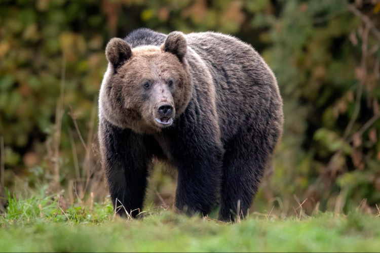 Romániában a lakott településeket megközelítő medvék kilövését javasolja a környezetvédelmi miniszter