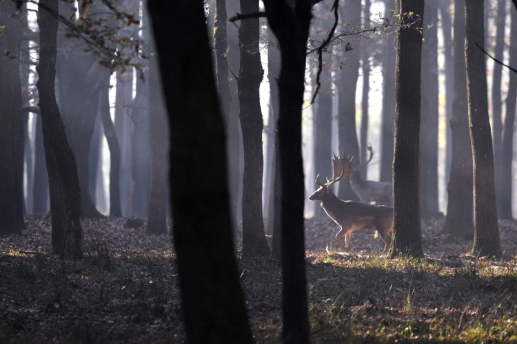Felélénkül az erdők szerepe
