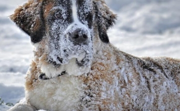 Új törvény! Tilos a kutyákat kint tartani télen