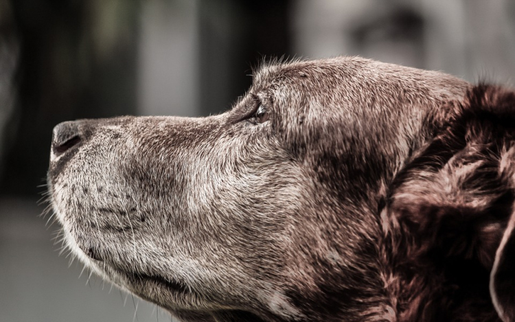 A kutyák kizárólag a hangjuk alapján is felismerik a gazdájukat 