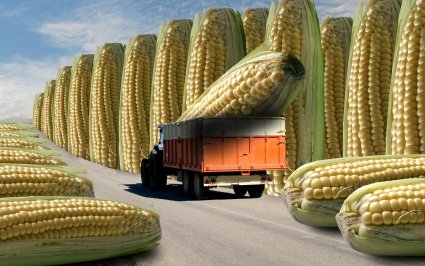 Ismét GMO vetőmag került az országba