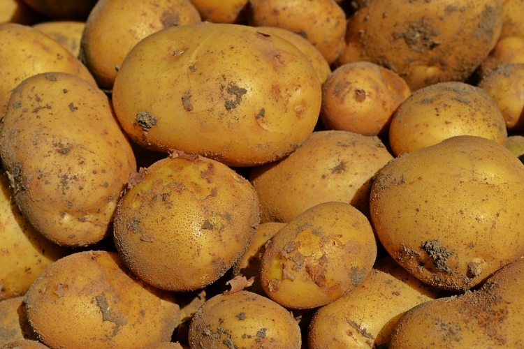 Kártevővel fertőzött krumplit hívott vissza a Nébih