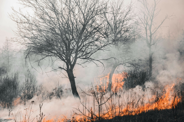 Tilos tüzet gyújtani