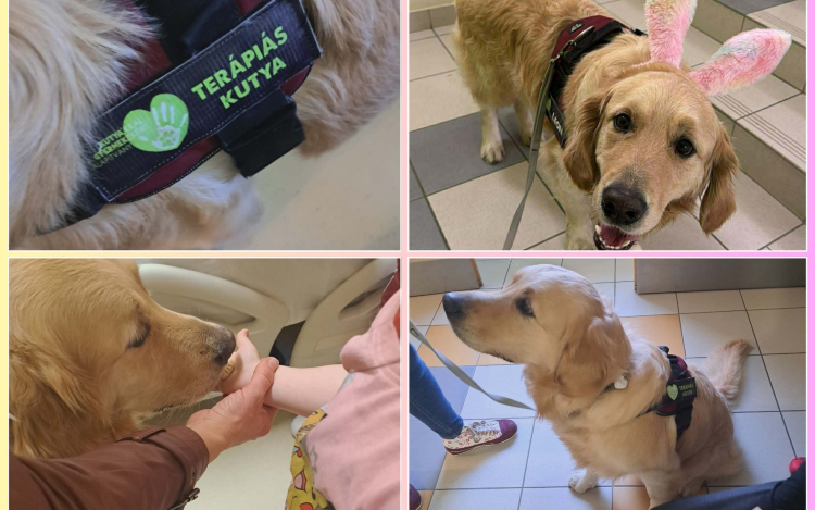 Leon, a terápiás kutya munkába állt a kórházban