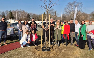Elültették Győr szeretetfáját