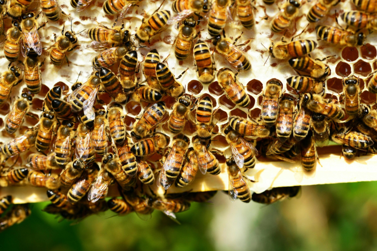 Az idei szezon az elmúlt 2-3 évtized legrosszabb akácméztermését hozta