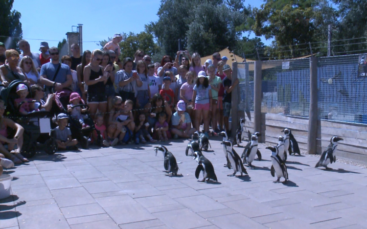 Népszerűek a sétáló pingvinek