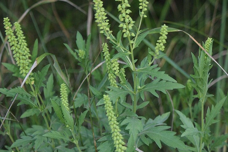 Tombol a parlagfűszezon