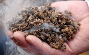 Tömeges méhpusztulás okait kutatja a Nébih