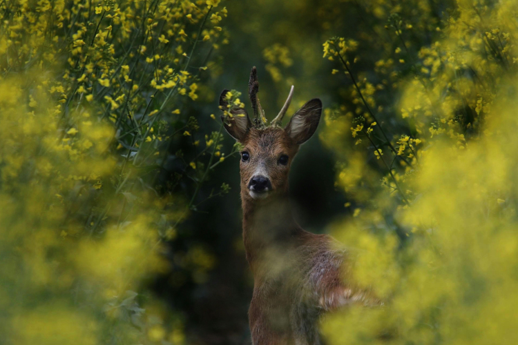 Őznász: most különösen figyeljünk az utakon!