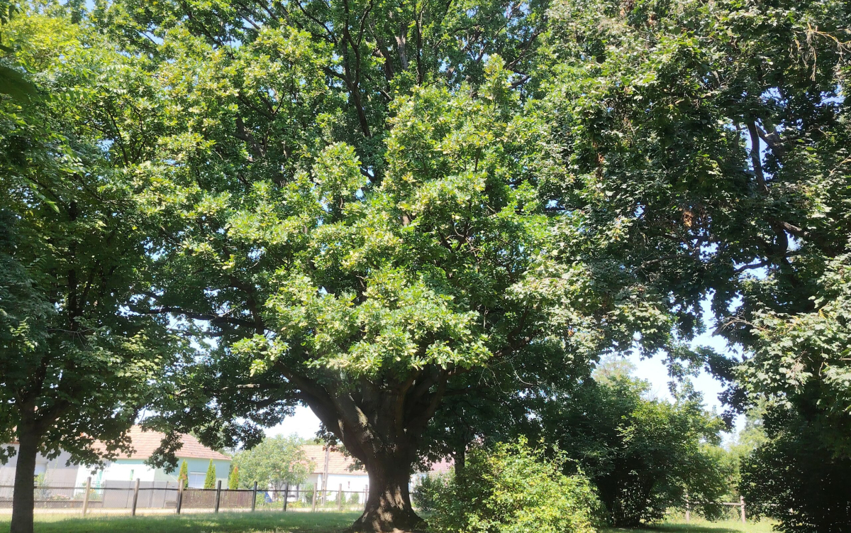 In the end, the Shekvand Oak Tree took eighth place