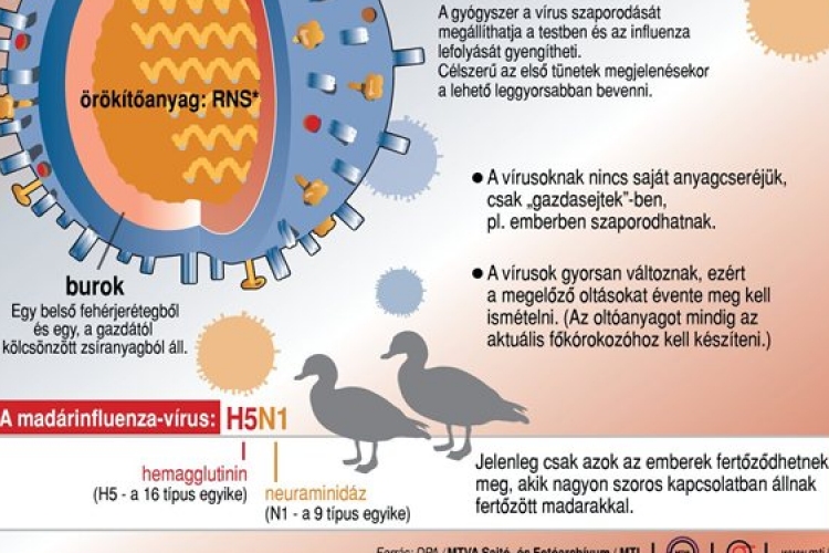 Az agresszív influenzavírus