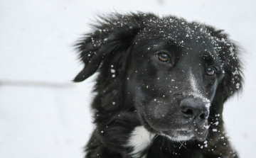 A hideg idő veszélyeire hívják fel az állatartók figyelmet