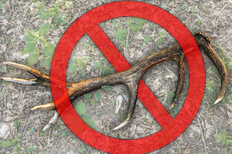 Engedély nélkül nem lehet agancsot gyűjteni