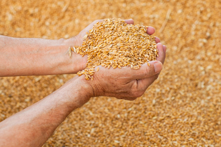 A Rail Cargo Hungaria elindította a magyar gabona exportfuvarozását Afrikába