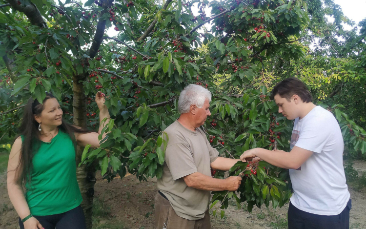 Gazdag termést hoztak a ravazdi cseresznyefák