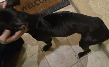 Majdnem éhen halt az elhagyott kiskutya