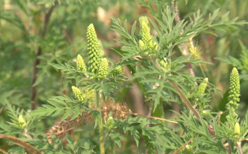 Egyre többen szenvednek a parlagfűtől