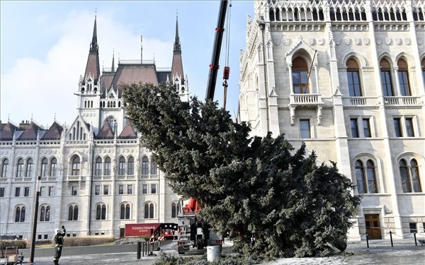 Feldarabolták az ország karácsonyfáját 