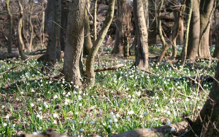 Nyílik a tőzike, várják a vendégeket