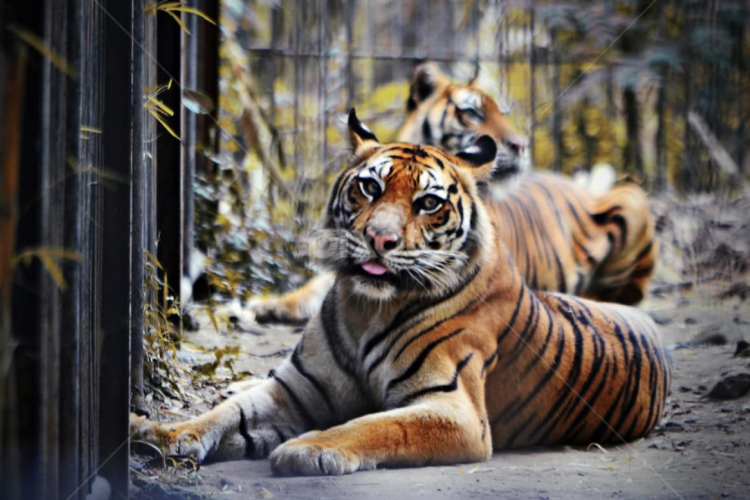 Bemászott a szibériai tigrishez, hogy megsimogassa