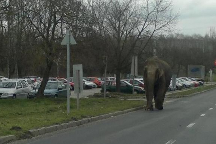 Elszabadult elefánt sétálgatott Zalaegerszegen