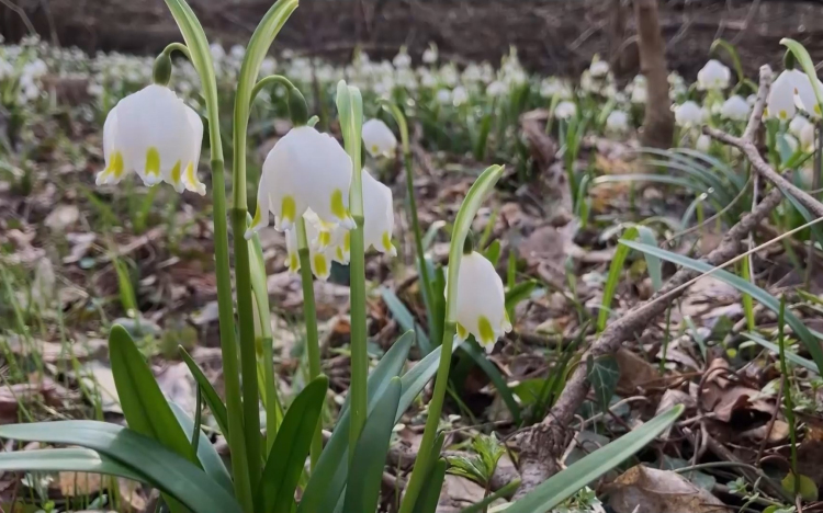 Csodaszép a virágzó tőzike