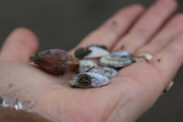 Kagylókkal tisztít vizet egy magyar vállalkozás 