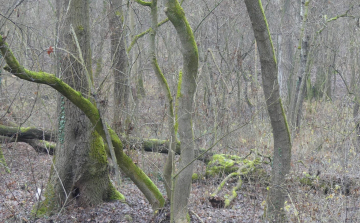 Fákat vágnak ki a Püspökerdőben