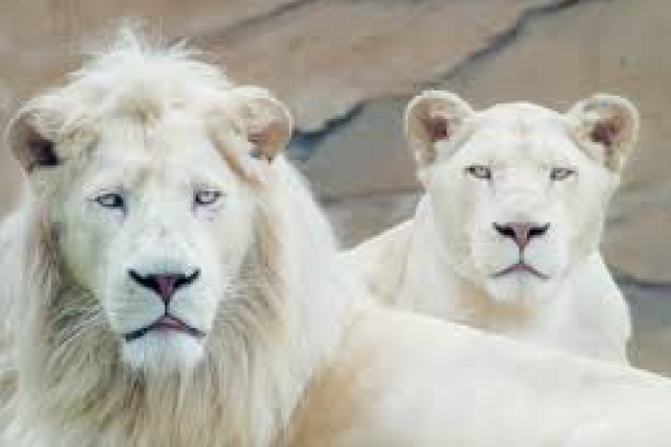 Pénteken lesz az Állatkertek Éjszakája