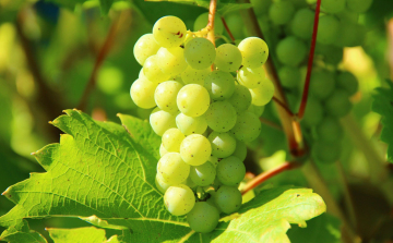 Betegség fenyegeti a szőlőt, nincs ellene növényvédő szer