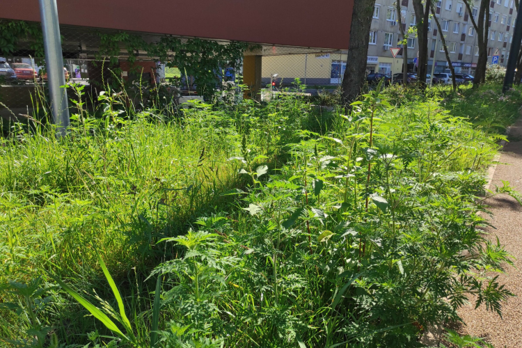 Könnyet csalhat a szemünkbe a Kuopio park