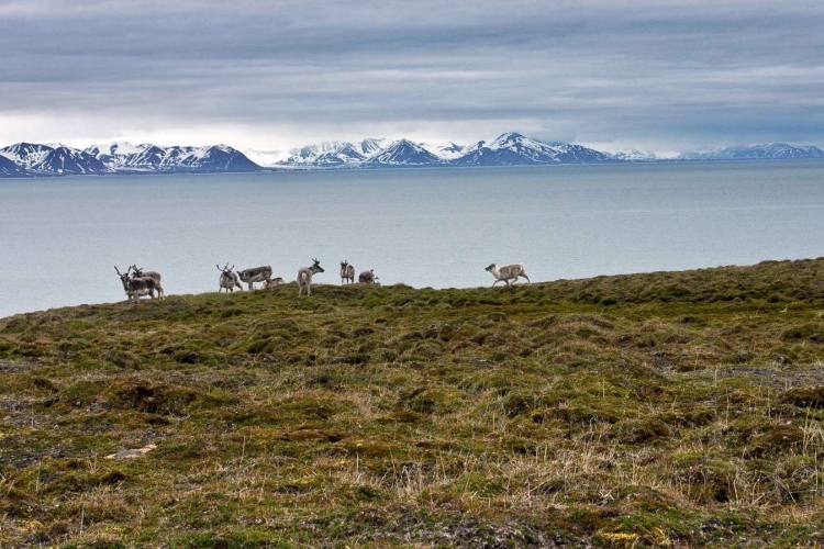 Több mint kétszáz halott rénszarvast találtak a norvég szigetcsoporton