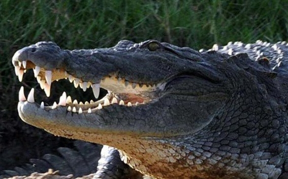 Krokodil falt fel egy 10 éves kisgyereket a Fülöp-szigeteken 