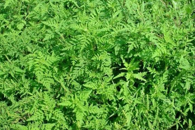 Pollenhelyzet -  Alacsony a virágporterhelés