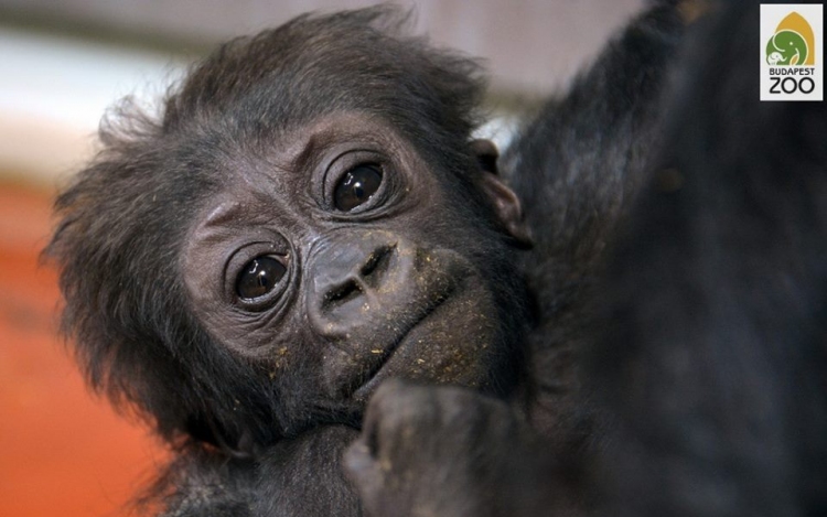 Nevet keresnek a fővárosi állatkert gorillakölykének