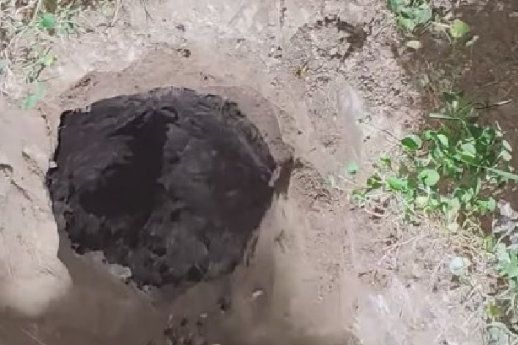 Darázsveszély Écsen! – felszámolták a rekordnagyságú fészket