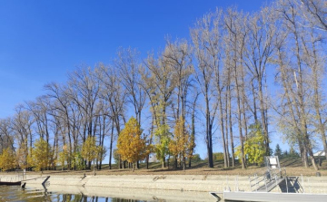 Már vágják a balesetveszélyes fákat