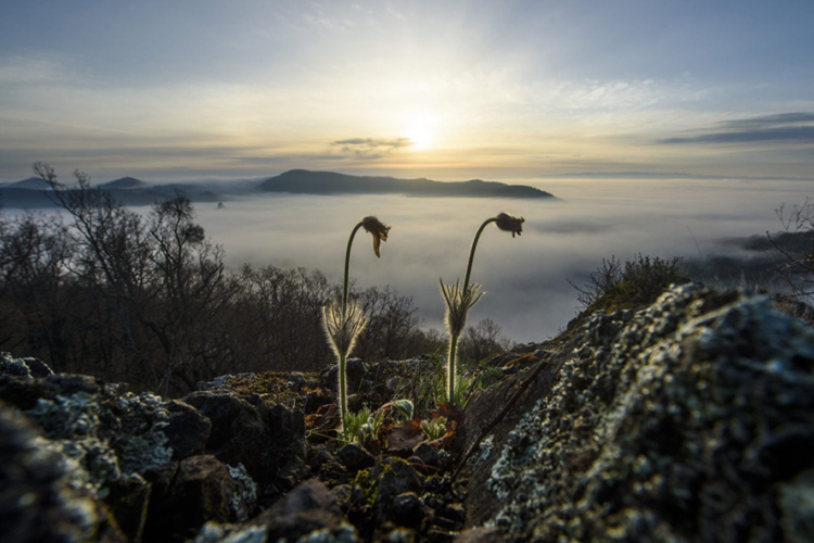 Enyhe, tavaszias idő érkezik hétvégére