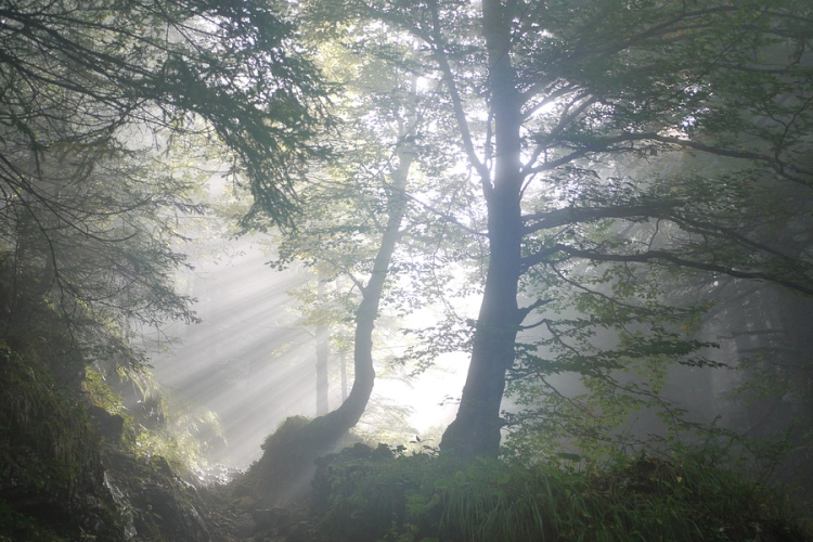 Fokozottan ellenőrzi a faválasztékot szállítókat a Nébih