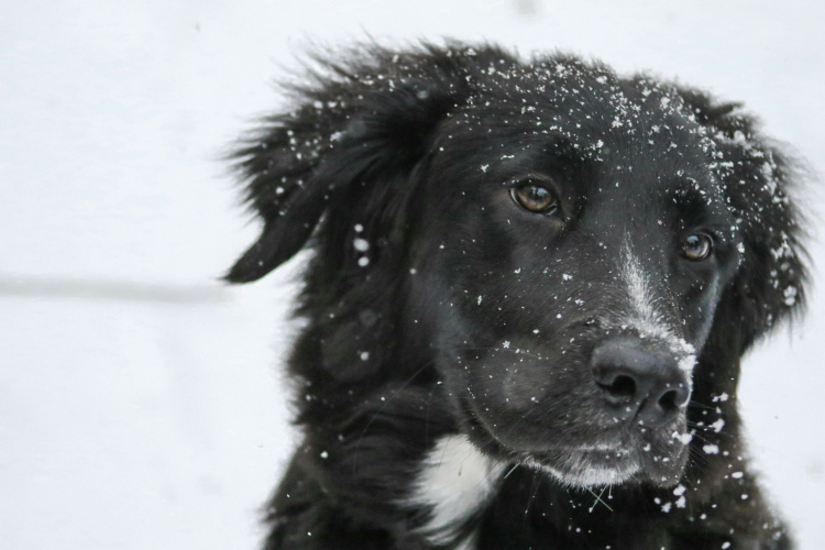 A hideg idő veszélyeire hívják fel az állatartók figyelmet