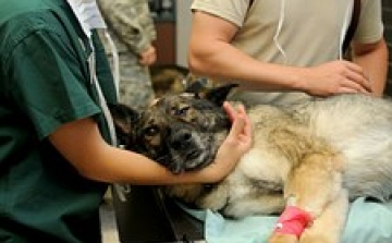 Bochkorék megmentették a pedagógus kutyáját