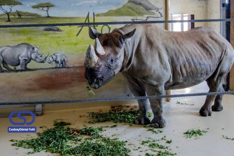 Győr városa is hozzájárul a fekete orrszarvú megmentéséhez