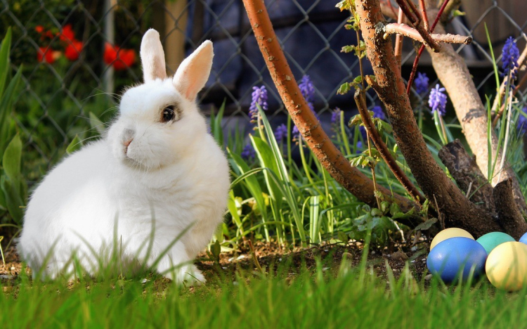 Ne ajándékozzunk élő nyulat húsvétra!