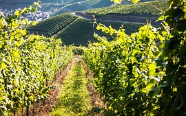 Kékfrankos Április Nagykóstoló hetven pincészet boraival