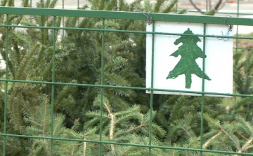 Több, mint 110 helyen gyűjti a kidobott karácsonyfákat a Győr-Szol