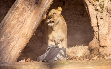 Oroszlánok közé ugrott az állatkertben egy tüntető