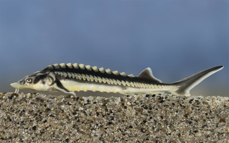 Igazi különlegesség lett az év hala