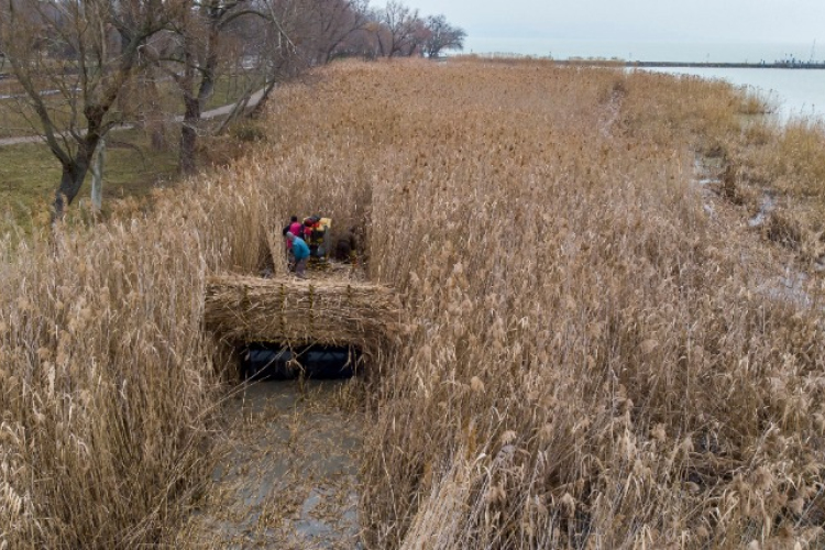 Már zajlik a nádaratás a Balatonon
